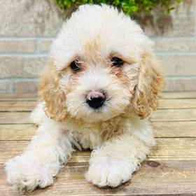 BichonPoo
