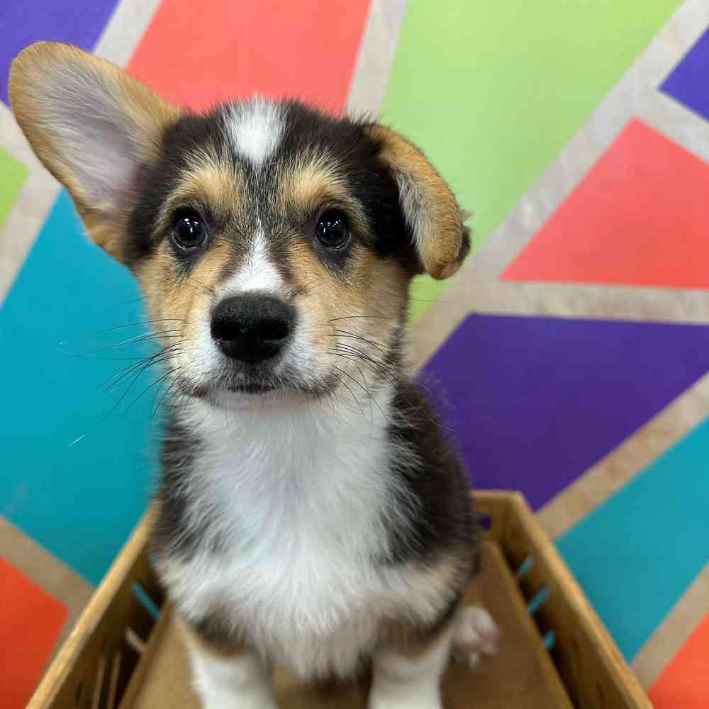 Image of a pet breed in the gallery