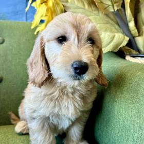 Mini Goldendoodle