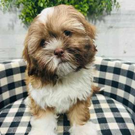 Lhasa Apso