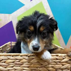 Mini Aussie