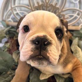 English Bulldog
