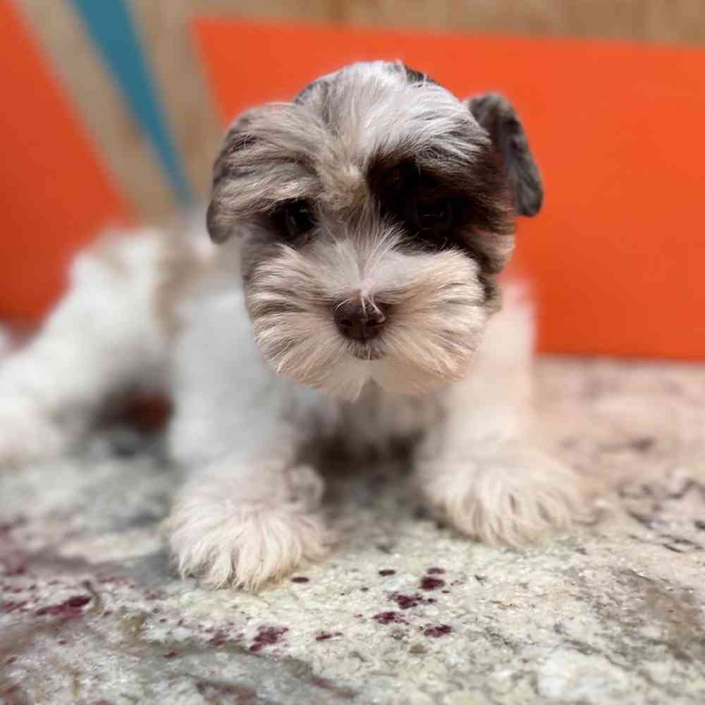 carousel pet images