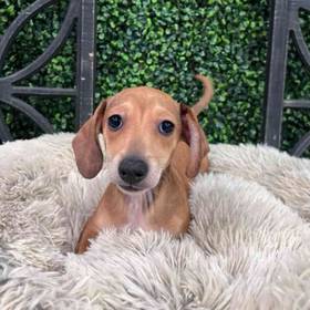 Dachshund