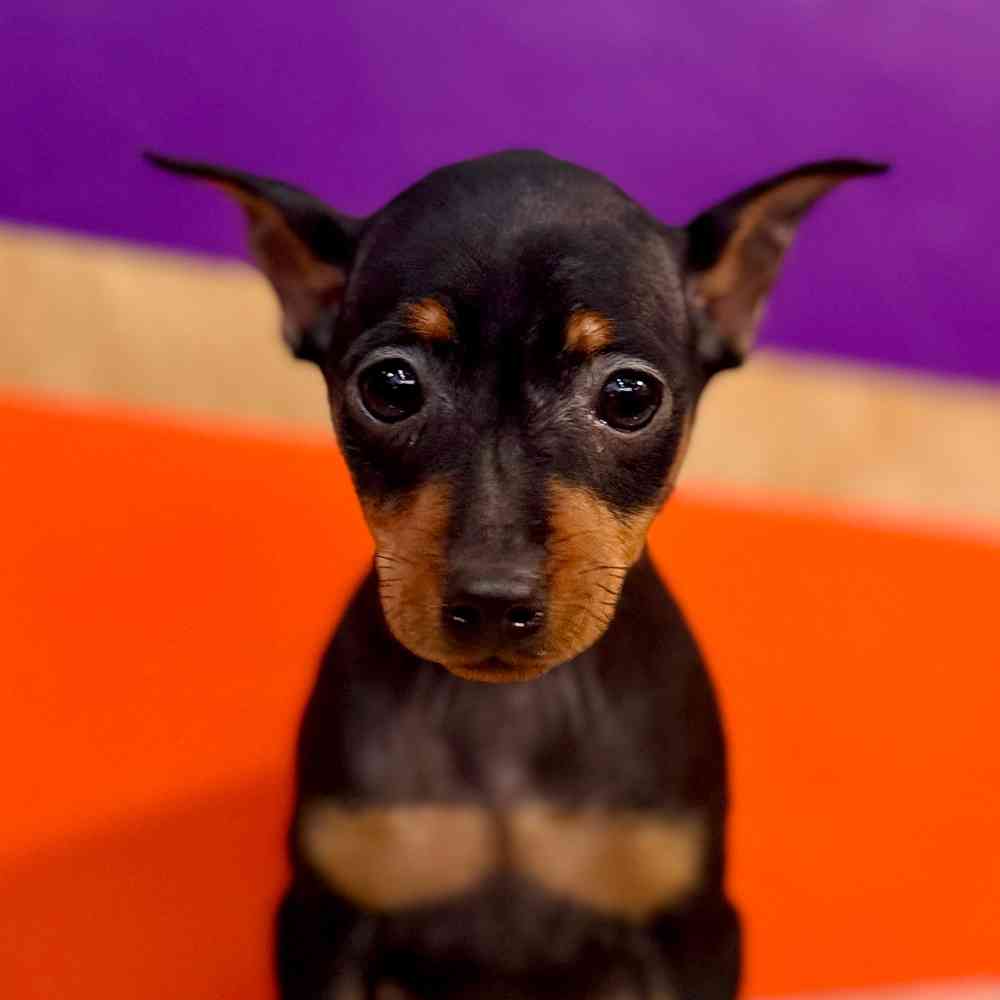Image of a pet breed in the gallery