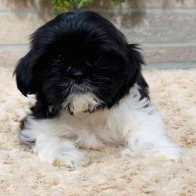 Shih Tzu