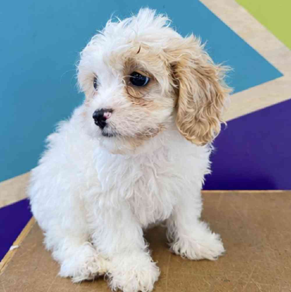 carousel pet images
