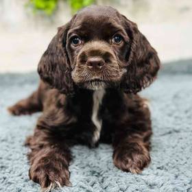 Cocker Spaniel