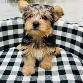 Yorkie