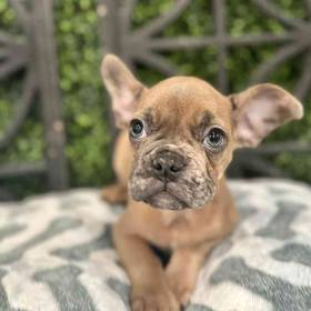 French Bulldog