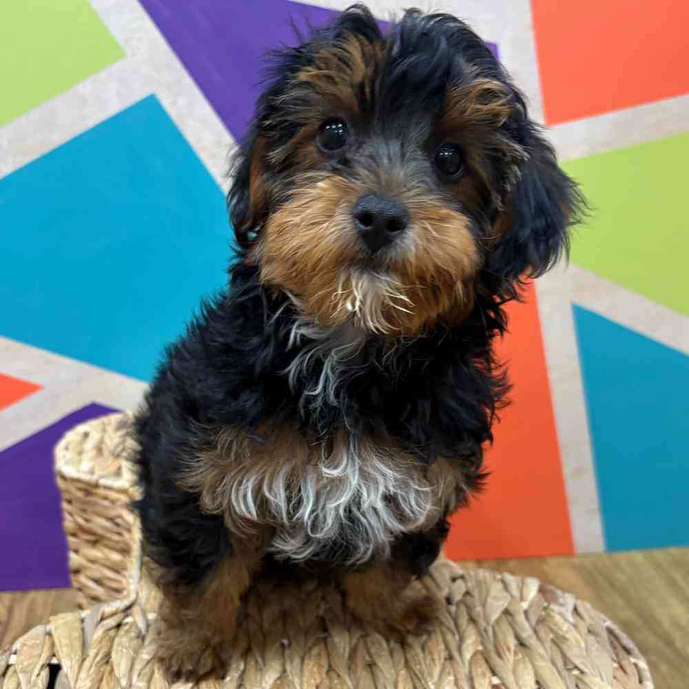 Image of a pet breed in the gallery