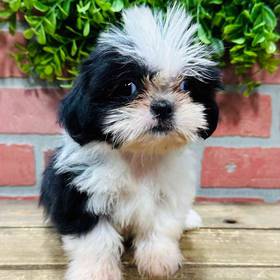 Shih Tzu