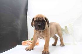 Bullmastiff