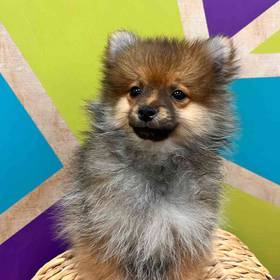 Pomeranian