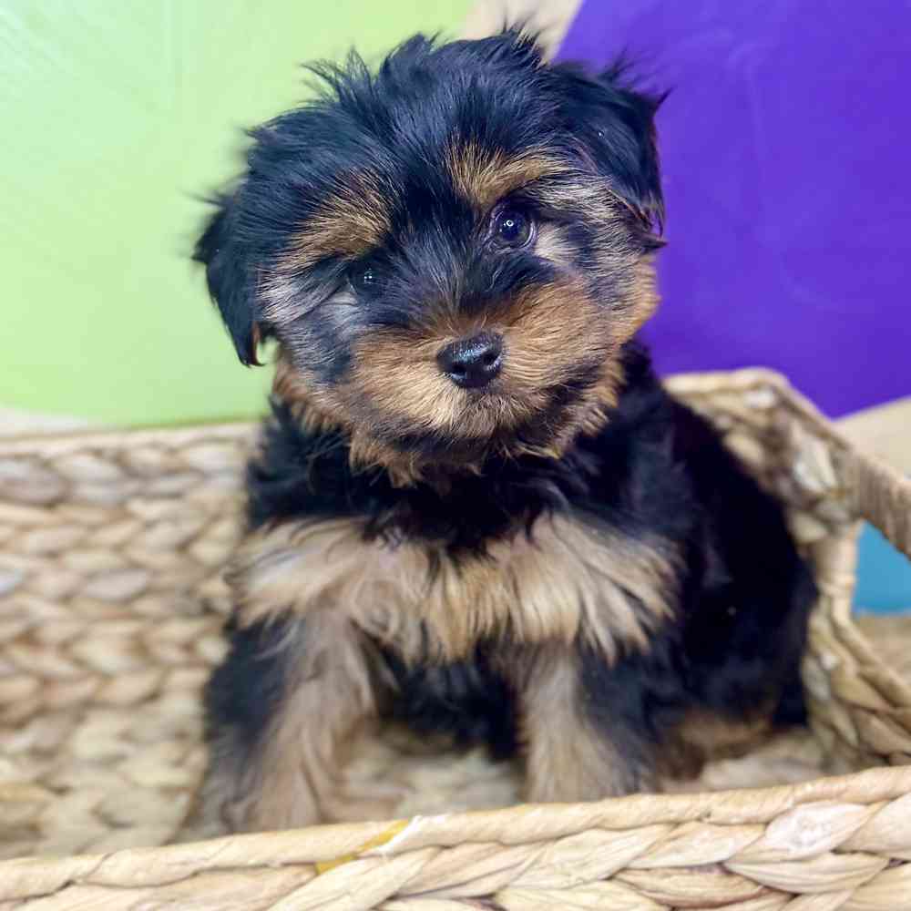 Image of a pet breed in the gallery