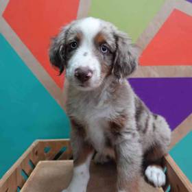 Mini Aussie