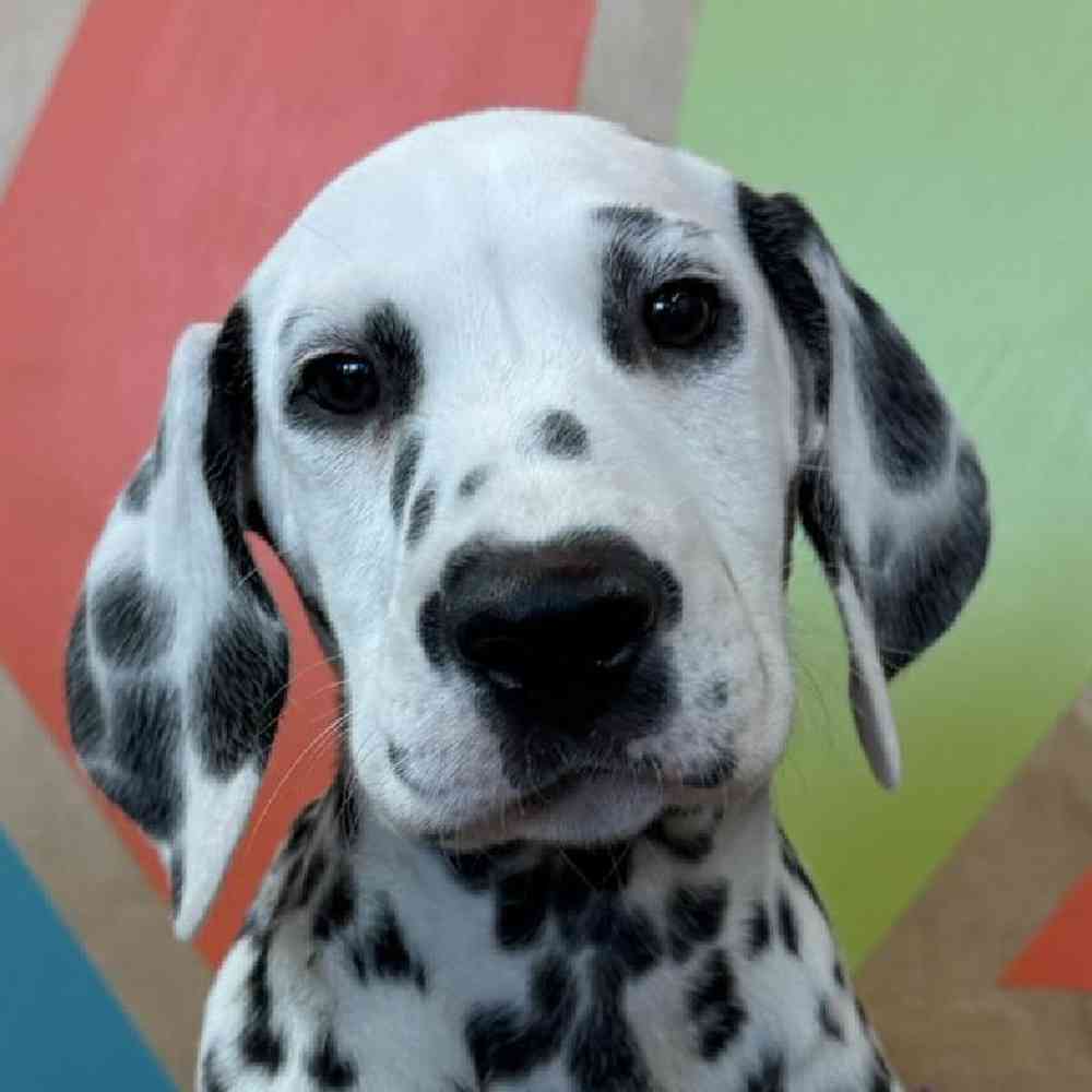 Image of a pet breed in the gallery