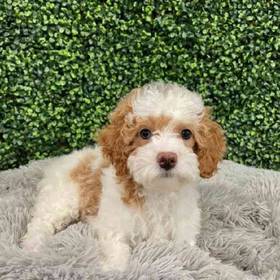 Mini Poodle