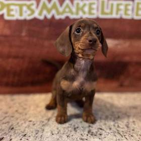 Mini Dachshund