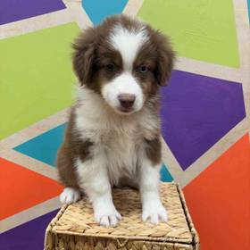 Mini Aussie