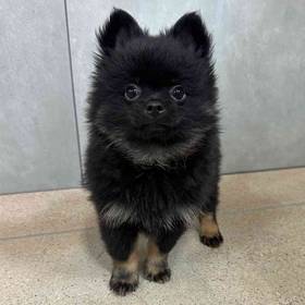 Pomeranian