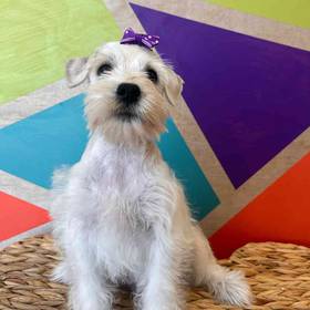 Mini Schnauzer