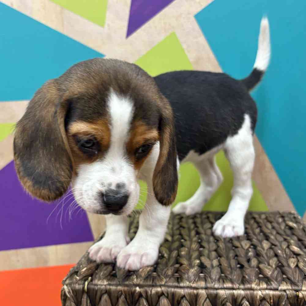 Image of a pet breed in the gallery