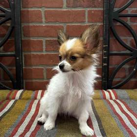 Papillon