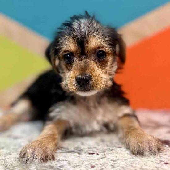 Minnie