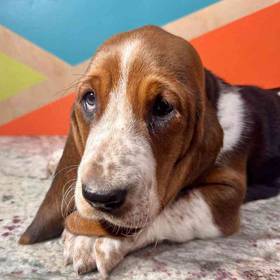 Basset Hound