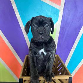 Neapolitan Mastiff-Bullmastiff