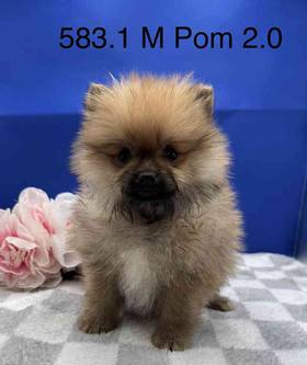 Pomeranian