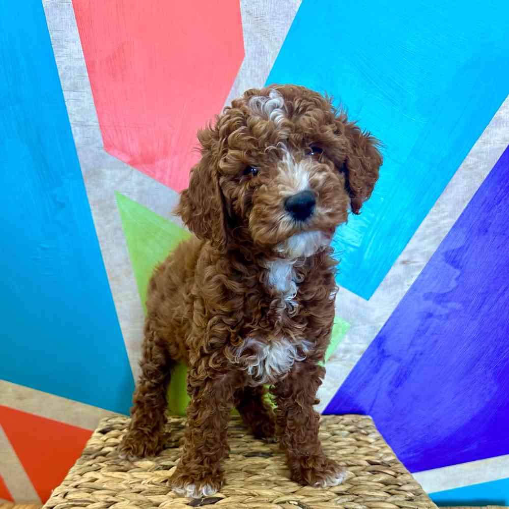 carousel pet images