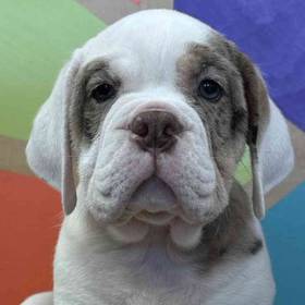 Mini Bulldog