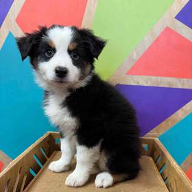 Miniature American Shepherd
