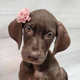 Great Dane