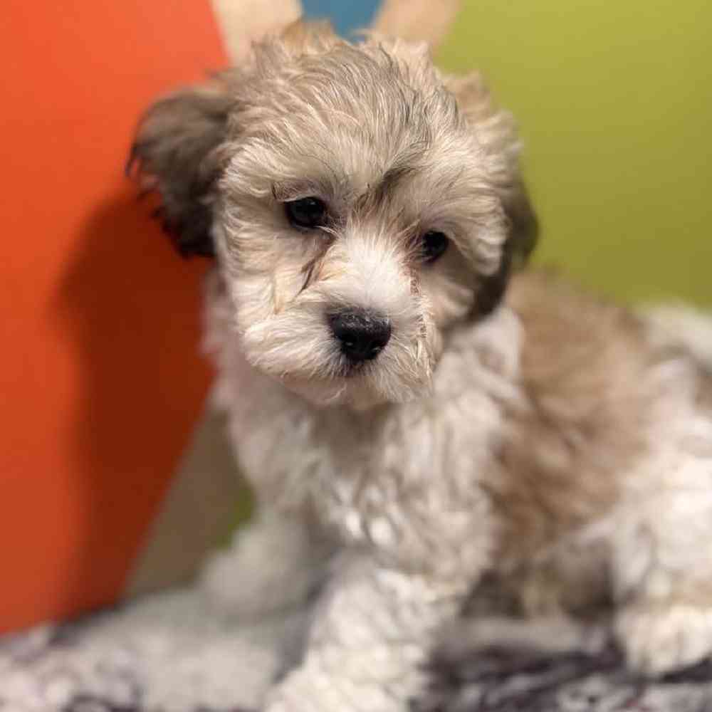 carousel pet images