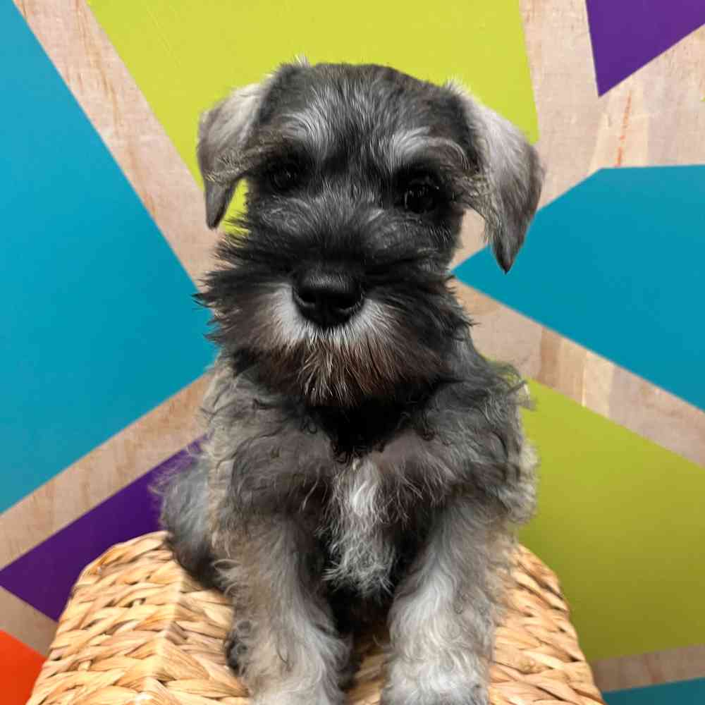 carousel pet images