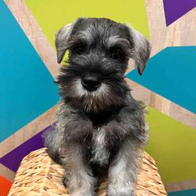 Mini Schnauzer