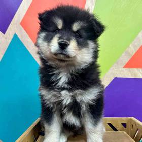Pomsky