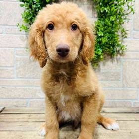 Goldendoodle