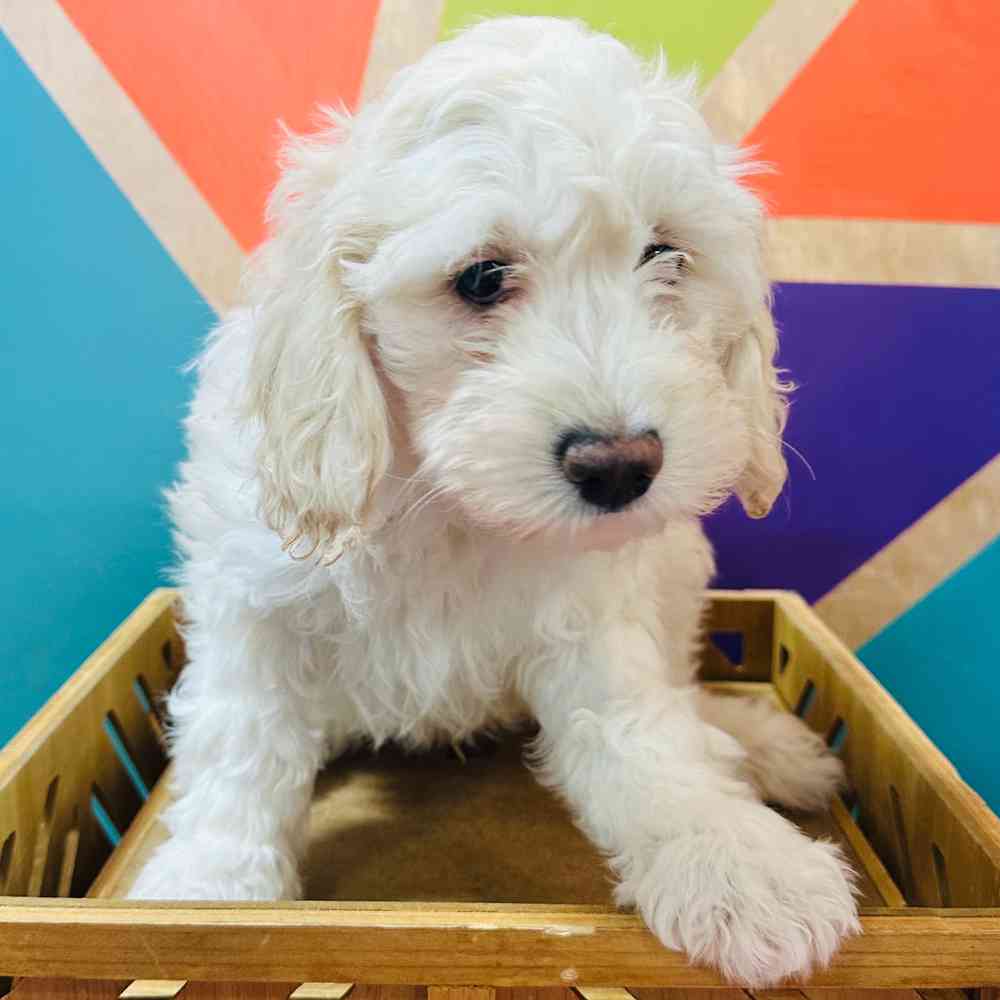 carousel pet images