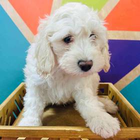 Cockapoo