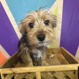 Yorkie