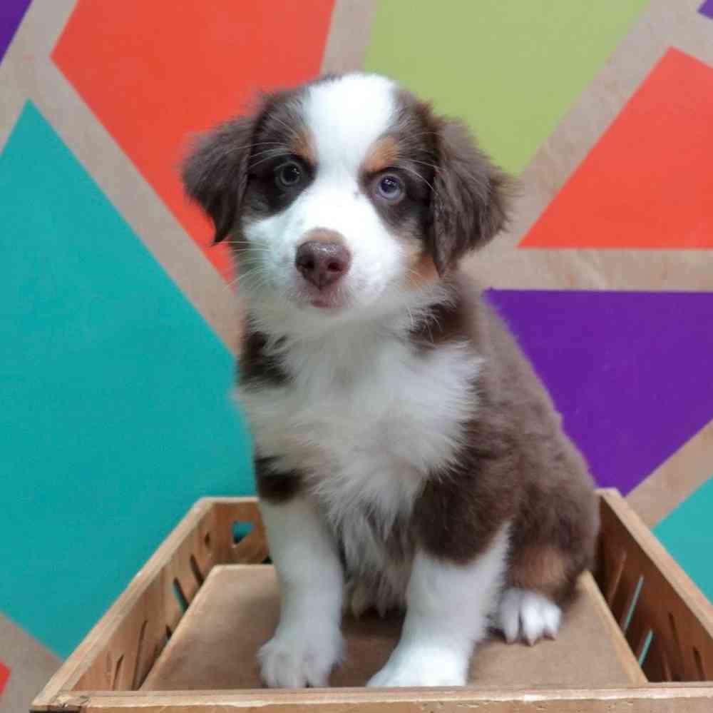 carousel pet images