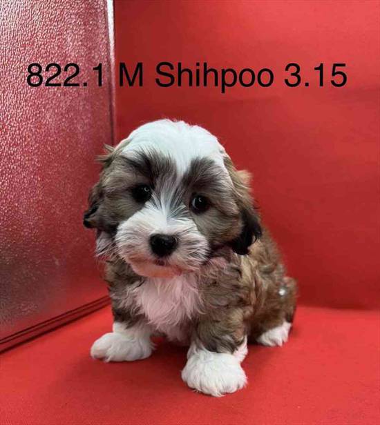 Shipoo