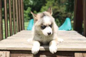 Pomsky