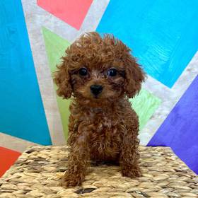 BichonPoo