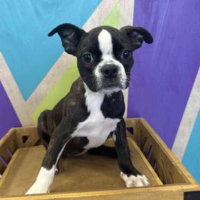 Boston Terrier