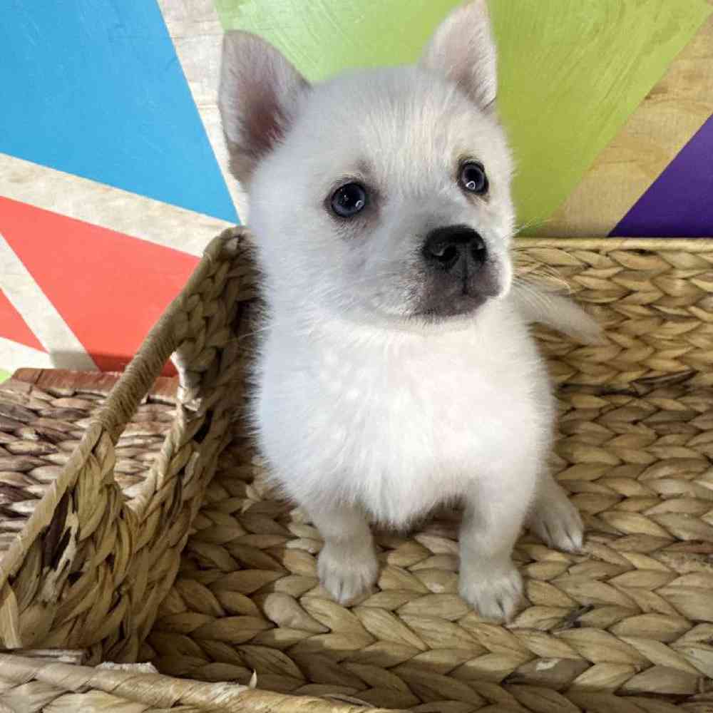 carousel pet images